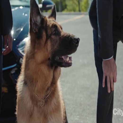 31K views · 1.2K reactions | Hudson & Rex - Origin Story P80 #hudsonandrex #viral #tvshows #USAToday | Adan Maxwell | Facebook