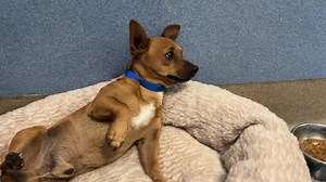 95 reactions · 8 comments | We visited this guy!! Classic tan Chihuahua…our speciality❤️! This guy is a tiny chunk of muscle. Big dog feel in a little body….stay tuned for updates on this little man… …available for adoption NOW Animal Friends of the Valleys foster  | Lucky Chi Dog Rescue | Facebook