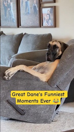 Great Dane's Funniest Moments Ever 😂 | You Can't Stop Laughingv #greatdane #funnydogs #dogreaction