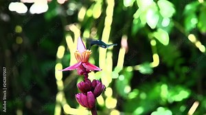 Blue hummingbird Violet Sabrewing flying next to beautiful red flower. Tinny bird fly in jungle. Wildlife in tropic Costa Rica. Two bird sucking nectar from bloom in the forest. Bird behaviour