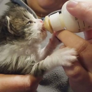 Your gift today will give abandoned kittens safe shelter, nutritious meals, lifesaving medical care, and an endless supply of love. | Kentucky Humane Society