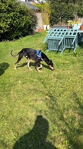 18 reactions · 4 comments | Scent games are for *sight* hounds too!...