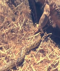 Lizard find Snake | God Love