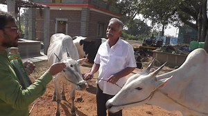 8.8K views · 860 reactions | Hallikar Family initiative State Level Highest Milking competition at Magadi. More Information Please Contact =9448522274 And 8971871222 | My Nature India Foundation | Facebook