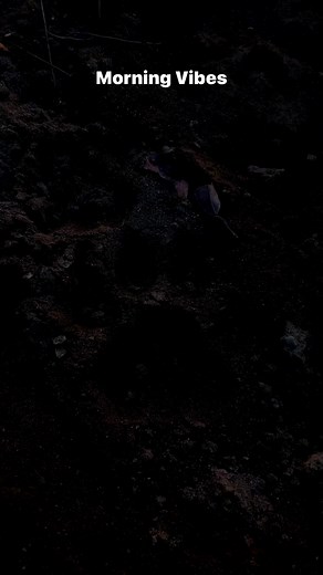 9K views · 94 reactions | What a beautiful morning with fresh Tiger Pugmark #adventuretime #savetigers #natureconnection #wildlifeconservation #discovery #nikon #conservation #tiger #tigerfootprints | Deep Rajwar Photography | Facebook