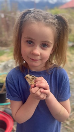 These are our 1 day old baby Serama chicks! Banana for scale so you can see just how cute and tiny they are 😉 #Alaska #Farm #FarmLife #Baby #Babies #Chicken #Banana #Chickens #Chick #Chicks #Bananas #Trends #Trendy #SoCute #SoTiny #Cute | Williams Reindeer Farm