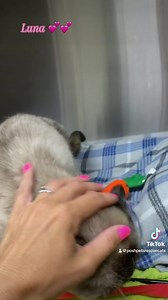 Posh Pets Rescue on Reels