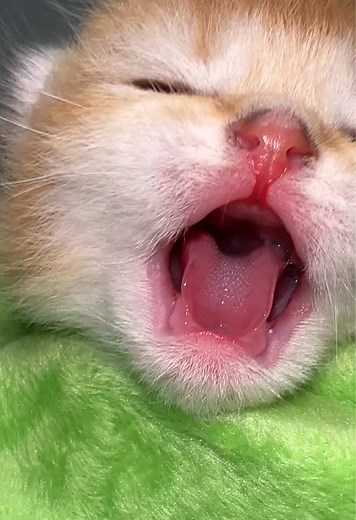 Kitty meows: adorable kitten meowing compilation