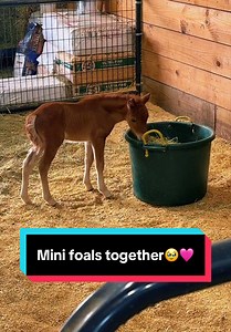 Mini foals together — adorable mini foal moments