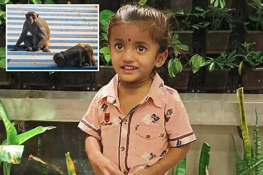 Three-year-old boy dead after monkey ‘pushed’ boulder off roof