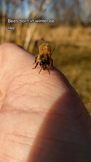 Revival Queen Bees on TikTok