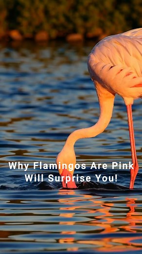 Why Flamingos Are Pink Will Surprise You! #FlamingoFacts #AnimalTrivia #DidYouKnow #FunFacts #BirdFacts #WildlifeTrivia #AnimalKingdom #NatureFacts #WeirdAnimalFacts #Flamingo #WildlifeFacts #LearnSomethingNew #AnimalPlanet #BirdLovers #AnimalBehavior #FactCheck #NatureIsAwesome #DidYouKnowTrivia #AnimalLovers #NatureTrivia | Lyka Virgin