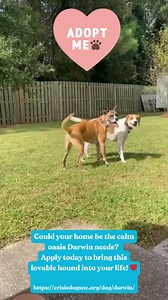 2.9K views · 16 reactions |  Meet Darwin: Your Next Adventure Buddy!...