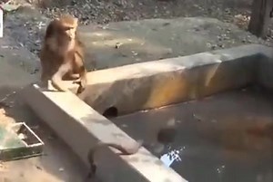 One of the samurai's virtues was that he was not afraid of death, perhaps the monkey understood that truth 🙂 If you love Samurai culture and Japanese traditions, don't forget to follow our Fanpage and visit samuraicrafts.com. We look forward to connecting with you and sharing our love of these timeless cultural treasures! ................................... ⛩SAMURAI CRAFTS STORE 🔥 T-shirt: https://bit.ly/samurai_tee 🔥 3D Print T-shirt: https://bit.ly/TrainingTshirt_AOP 🌊 Hawaii Shirts: https