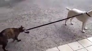 Vamos passear? | Atlantic Books