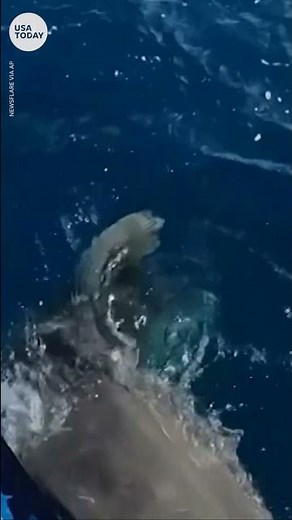 Lucky diver narrowly avoids losing her flippers to biting tiger shark | USA TODAY #Shorts