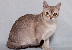シンガプーラ(Singapura) – 猫の種類＆図鑑