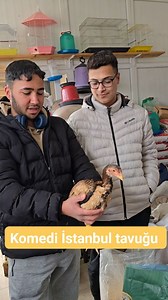 İstanbul tavuğu, Komedi , uzun boyun , gugugu diyor. #keşfet #keşfetteyiz #fyp #funny #fy #video #reels #viral #fun #İstanbul #Ankara #bursa #Manisa #kuşlar #bıldırcın #yumurta #tavuk #horoz #güvercin #Adana #yüregir #çukurova #köy #köylü #çiftlik #komedi #comedy #şaka #komikvideo #keşfet | Gür Yem Vitamin