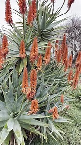 97K views · 1.2K reactions | If you get a chance to visit this weekend the Aloe flower display in the African gardens is spectacular  | Cactus Country | Facebook