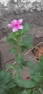 153 reactions | Madagascar Periwinkle The Madagascar periwinkle, scientifically known as Catharanthus roseus, is a flowering plant native to Madagascar but cultivated worldwide for its attractive flowers and medicinal properties. It belongs to the Apocynaceae family and is commonly referred to as the rosy periwinkle, rosy vincas, or simply periwinkle. #periwinkle #flowers #nature #plants | Blooming Nature Tales | Facebook