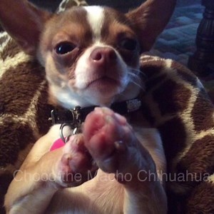 5.3K views · 2.5K reactions | (Debbie Burge Mayfield) Prayer for Sophie the furbaby❤️ | Choco the Macho Chihuahua | Facebook