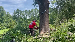 Timber!!! Felling a large oak tree. | L & M & Them Tree Service | Facebook