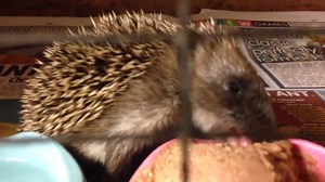 1K views · 126 reactions | One of the ickle babies having some tea! Xx | Wild Hogs Hedgehog Rescue | Facebook
