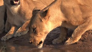 Spurwing Island on Reels