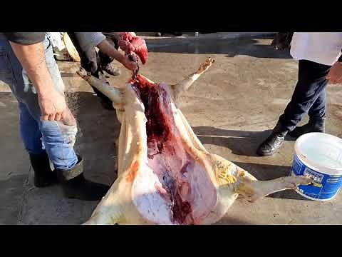 Taiere porc in Ardeal - Taiere si transare porc. Macelar. Partea 1