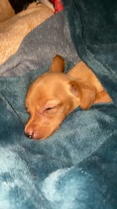 2.3K views | Association RPA on Reels | Facebook