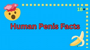 Human penis facts : precum - YTboob