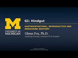 GI: Hindgut
