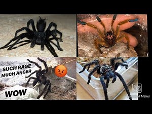 Angry 😡 Tarantula Rage Compilation 😡