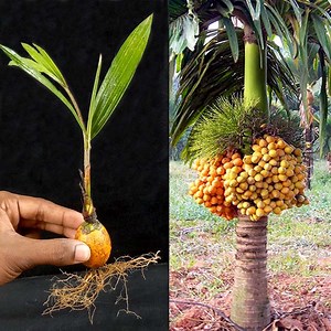 How to Propagate Areca Nut or Betel Nut Palm from Betel nut (With Update) | Dian Creative