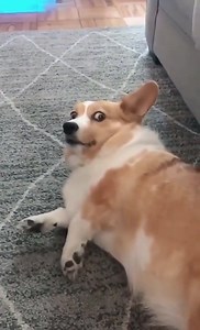 He is Cordless 藍藍 | Laughing Sickness | Facebook