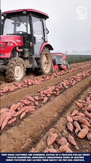 Automated Root Crop Harvesting - High-Power Harvester for quickly unearthing sweet potatoes