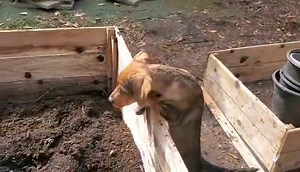 Scout is such a good helper! He is lovin the outdoors that is for sure. | Boxer Rescue Ontario