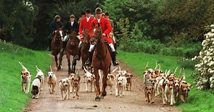 Devon supports plan to abandon fox hunting ban vote, survey finds