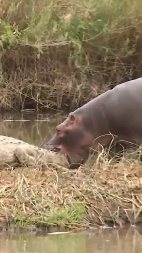 Crazy hippo bites crocodile tail | My L i f e