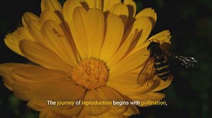 Understanding Plant Reproduction: Flowers, Fruits, and Seeds Explained | Filipino Science Hub