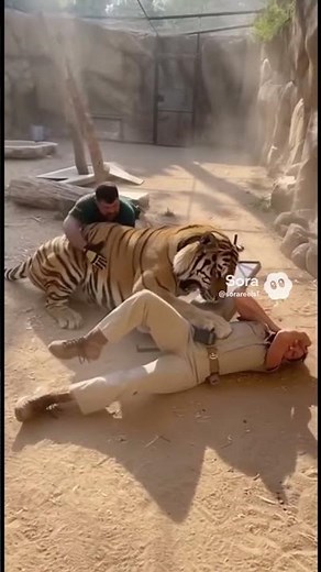 Tiger Attacks Inside Enclosure — Caught on Camera