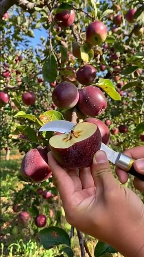 Fresh Red Apples Falling from Tree