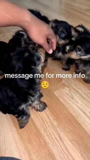 Rehoming Teacup Yorkie puppies in Memphis Tennessee | Tiny Teacup Yorkie Puppies For Adoption