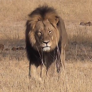 Walter Palmer, the American Dentist Who Killed Cecil the Lion, Will Not Be Charged