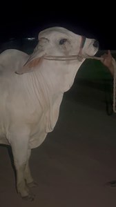 25K views · 41 reactions | RBM CATTLE FARM (BRAHMAN HUB) ALHAMDULILLAH NEW ENTRY ❤️❤️ MANDI KA PEHLA SODA HOGAYA APNA ALHAMDULILLAH CAPTAIN SEMON BACHRA AGE 12 MONTHS #reelsfbシ #reelviral #reelstrending #reelsvideoシ #trendingreel #reelsfypシ | Karachi Sohrab Goth Cow Mandi-Bakra Eid In Pakistan | Facebook