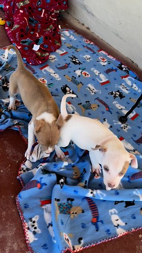 Here are our funny playful babies! Angie, Frank, and Juliet love to romp! #puppy #adoptme These cutie pies are ready to light up your life! 575-740-0643 to meet our precious babes 🐾 | Desert Haven Animal Rescue - Sierra County Humane Society
