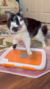 12K views · 990 reactions | Sometimes the meep is so petite it doesn’t make a sound 狼#phoebemeeps | Phoebe the CH Kitty | Facebook