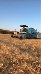 #punni | Punni Tohana