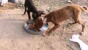 4.5K views · 360 reactions | Our Guardian angel named Mangat Ram....