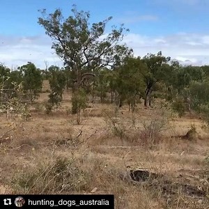 @hunting_dogs_australia ・・・ Ruger strikes again.... but this time she needed back up from her little mate adi this fella was rank as fuck... Good job ruger and adi 💯🐗🐶✊🏽🇦🇺 #aussieferalgamehunter #aussieferalgamehunters #australia www.afgh.com.au | Aussie Feral Game Hunters